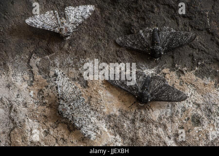 Birkenspanner (Biston Betularia) Absorbtion und leichte Form. Motten in der Familie Geometridae zeigt relative Tarnung von F. cabonaria Stockfoto