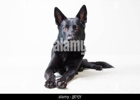 Porträt von einem Deutscher Schäferhund liegend Stockfoto