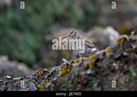 Meerstrandläufer (Calidris Maritima) Stockfoto