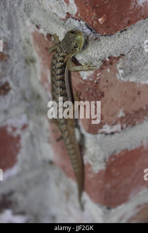 San Francisco Alligator Eidechse entspannen auf Backsteinmauer Stockfoto