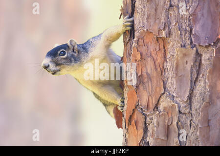 Shermans Fuchs, Eichhörnchen (Sciurus Niger Shermani) auf Pine tree Trunk, Florida, Amerika, USA Stockfoto