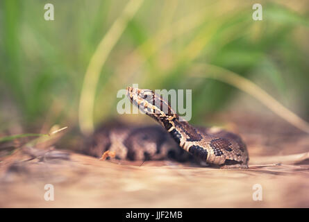 Juvenile Cottonmouth Schlange (Agkistrodon Piscivorus), Florida, Amerika, USA Stockfoto