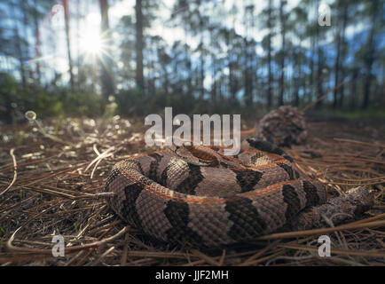 Holz-Klapperschlange (Crotalus Horridus) in Kiefer Wald, Florida, Amerika, USA Stockfoto