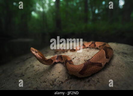 Südlichen Copperhead Schlange (Agkistrodon Contortrix) auf einer Sandbank an einem Bach, Florida, Amerika, USA Stockfoto