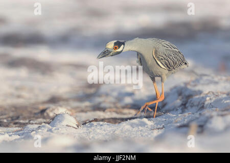 Gelb-gekrönter Nachtreiher (Nyctanassa Violacea) Jagd auf einem sandigen Strand, Florida, Amerika, USA Stockfoto