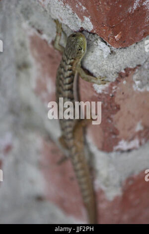 San Francisco Alligator Eidechse entspannen auf Backsteinmauer Stockfoto