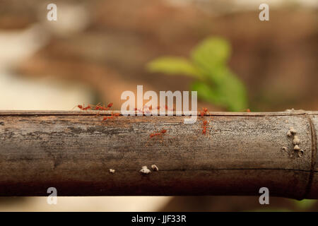 Makroaufnahme der roten Ameise in der Natur. Rote Ameise ist sehr klein. Freiraum für Text. Stockfoto