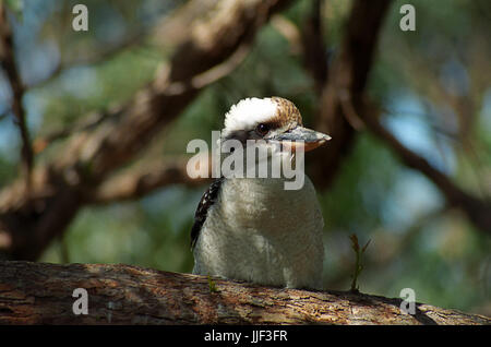 Kookaburra (Dacelo Novaeguineae), Sugar Creek Road, Smiths See, Myall Lakes National Park, NSW, Australien Stockfoto