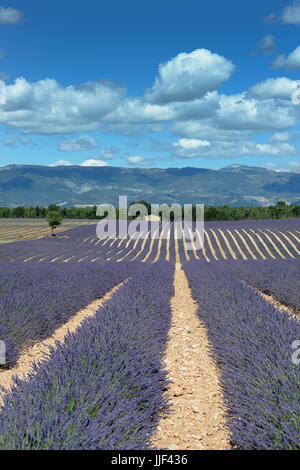 Frankreich, Alpes de Haute Provence 04, Valensole, Lavendelfelder in der Nähe von Valensole. Stockfoto