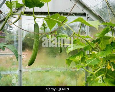 Gurkenpflanzen wachsen in einem inländischen oder zu Hause Garten Gewächshaus Stockfoto