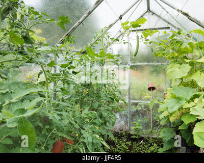 Gurken und Tomaten Pflanzen wachsen in einem inländischen oder zu Hause Garten Gewächshaus Stockfoto