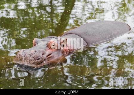 Nilpferd ruht im Wasser mit ihren Augen geschlossen Stockfoto