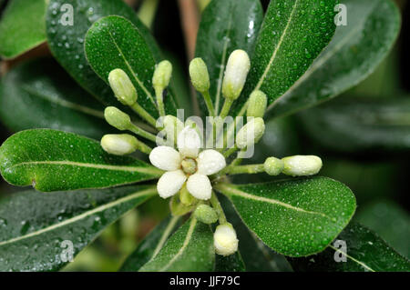 Japanische Cheesewood (Pittosporum Toriba). Turo del Putget Park, Barcelona, Katalonien, Spanien Stockfoto