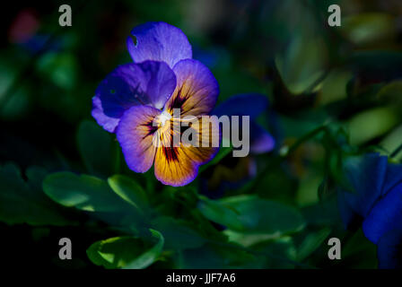 Viola Tricolor var. hortensis Stockfoto