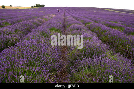 Menschen, die Kommissionierung Lavendel in einem Feld in Hitchin, Hertfordshire. Stockfoto