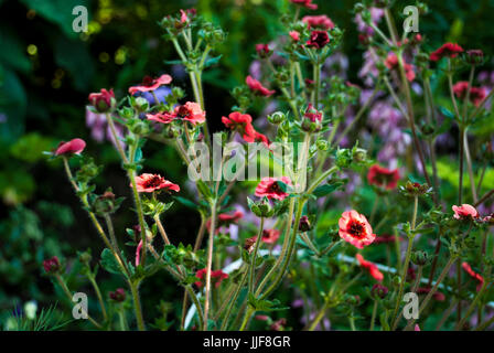 Nepal-Fingerkraut (Potentilla Nepalensis 'Miss Willmott') Stockfoto