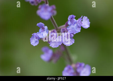 Nepeta Cataria - Katzenminze Stockfoto