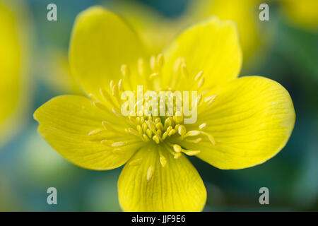 Caltha Palustris - Marsh Marigold Stockfoto