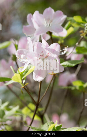 Rhododendron Schlippenbachii - Royal Azalee Stockfoto