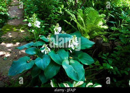 Hosta-Pflanzen in Blumentöpfen in Cotswolds-Cottage-Garten. Ashton