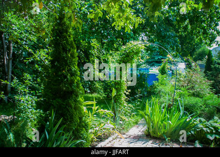 Weg-Bögen mit Clematis Reben im Garten Stockfoto