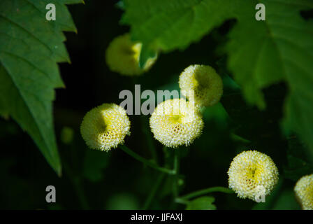 Tanacetum Parthenium weiß Bonnet (Mutterkraut) Detailansicht von oben Stockfoto