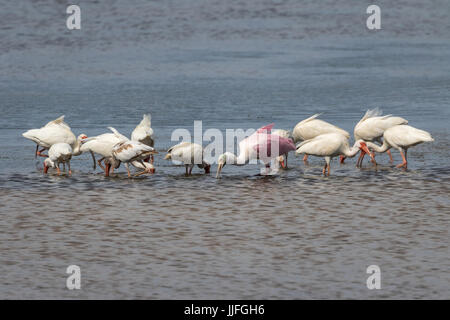 Weiße Ibisse (Eudocimus Albus) und rosige Löffler (Platalea Ajaja) Futtersuche, j.n. "Ding" Darling National Wildlife Refuge, Sanibel Island, Florid Stockfoto