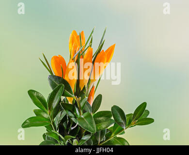 Orange Crocus Heuffelianus Blumen, Blumenarrangement, Blumenstrauß, hautnah. Stockfoto
