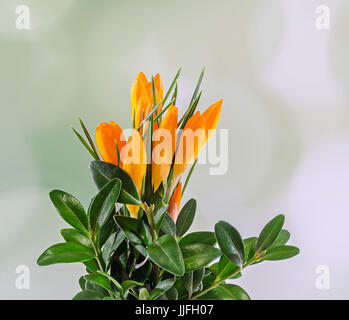 Orange Crocus Heuffelianus Blumen, Blumenarrangement, Blumenstrauß, hautnah. Stockfoto