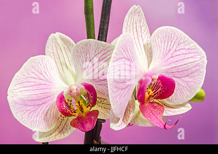 Rosa Zweig Orchidee Blüten mit grünen Blättern, Orchidaceae, bekannt als die Motte Orchidee Phalaenopsis abgekürzt Phal. Lila verschlechtern Hintergrund. Stockfoto