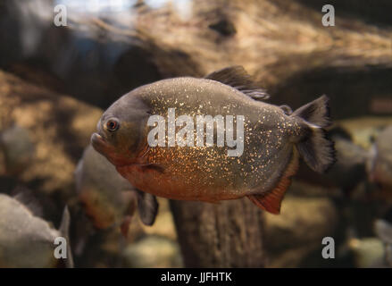Piranha, Serrasalmus Fledermaus Natterer, Verzehr von Fisch Fleisch im aquarium Stockfoto
