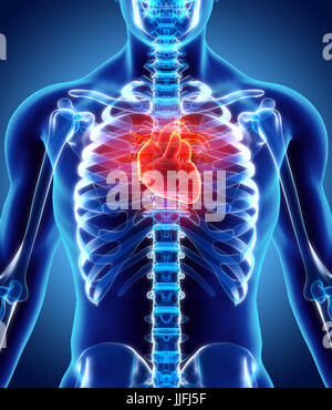 3D Abbildung des Herzens - Teil des menschlichen Bio. Stockfoto