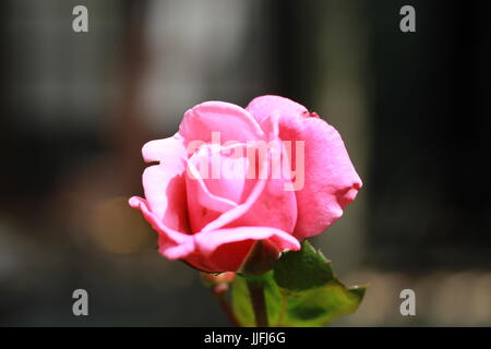 Einzigen rosa erhob sich in der Nähe Stockfoto