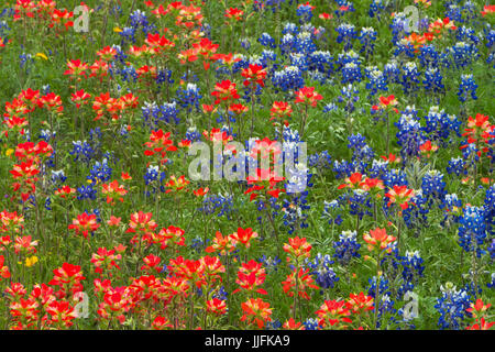 Entireleaf Indian Paintbrush (Castilleja Indivisa) und Texas Bluebonnet (Lupinus Texensis) machen uns zu diesem Feld von Wildblumen Stockfoto
