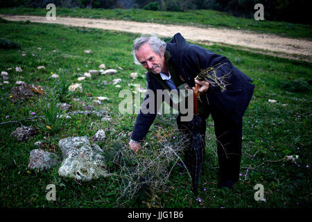 Dichter und Schriftsteller Joaqu'n Vazquez Manzano "Miyelito" Gipfeln wilder Spargel in Prado del Rey, Sierra de Cadiz, Andalusien, Spanien Stockfoto