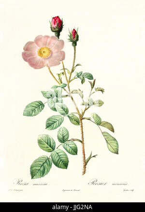 Alte Darstellung der Rosa Muscosa. Erstellt von P. R. Redoute, veröffentlicht am Les Roses, Imp. Firmin Didot, Paris, 1817-24 Stockfoto