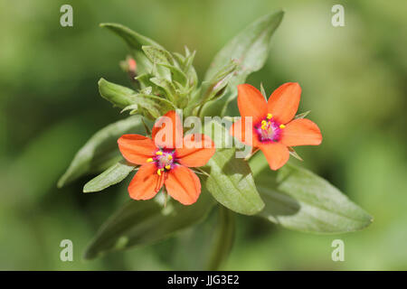 Scarlet Pimpernel Anagallis arvensis Stockfoto