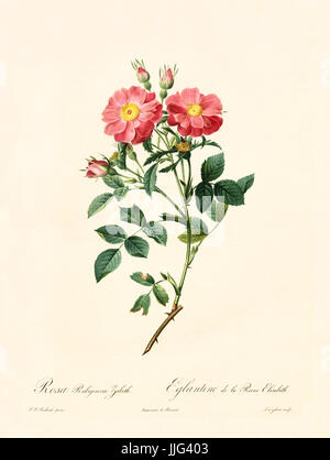 Alte Darstellung der Rosa Rubiginosa Zabeth. Erstellt von P. R. Redoute, veröffentlicht am Les Roses, Imp. Firmin Didot, Paris, 1817-24 Stockfoto