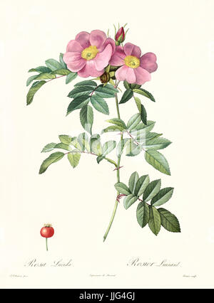 Alte Darstellung der Virginia Rose (Rosa Lucida). Erstellt von P. R. Redoute, veröffentlicht am Les Roses, Imp. Firmin Didot, Paris, 1817-24 Stockfoto