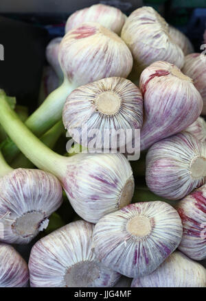 Frisches weiß und grün, Knoblauch Zwiebeln Knoblauchzehen Verkauf Einzelhandel Lebensmittel Markt Stand ausgestellt, Nahaufnahme, niedrige Winkel Ansicht Stockfoto