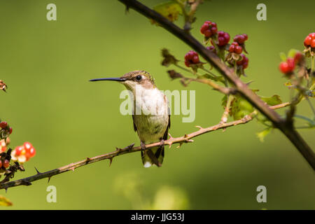 Ein weibliche Ruby – Throated Kolibri ruht auf dem Stamm von einem Blackberry-Busch. Stockfoto