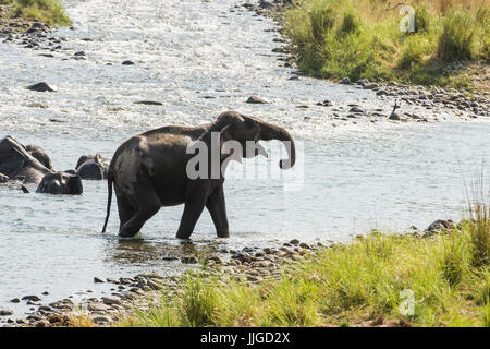 Elephant & Ihre Familie Stockfoto