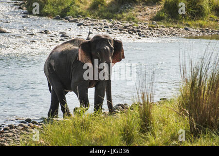 Elephant & Ihre Familie Stockfoto