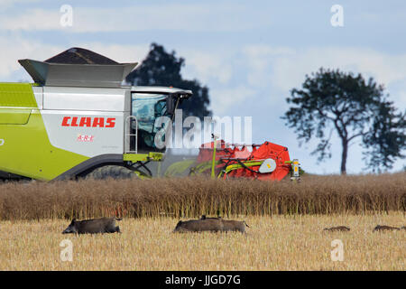 Kombinieren Sie Harvester und Horde Wildschweine (Sus Scrofa) mit jungen auf der Flucht durch Stoppelfeld im Sommer Stockfoto