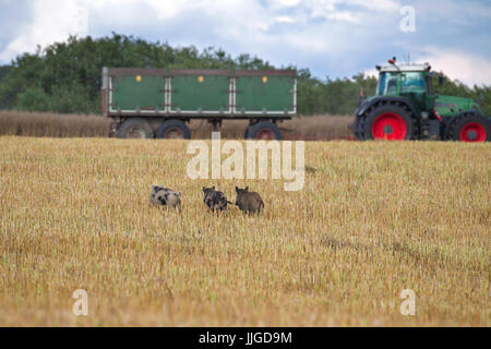 Traktor und Wildschweinen mit Wildschwein (Sus Scrofa) auf der Flucht durch Stoppelfeld im Sommer Stockfoto