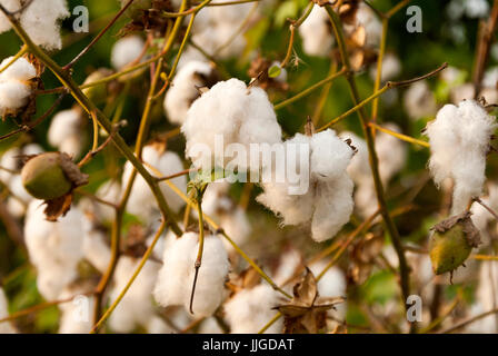 Levante Baumwolle in Guatemlaa. Gossypium Herbaceum. Stockfoto