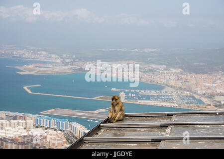 ein einsamer Berberaffe sitzt auf einem Dach oben auf dem Felsen Gibraltar, mit Blick über Hafen im Hintergrund Stockfoto