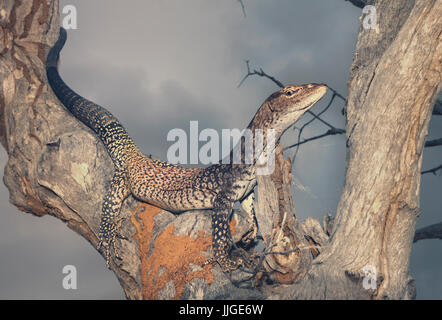 Black-headed Monitor (Varanus Tristis) im Baum, Queensland, Australien Stockfoto