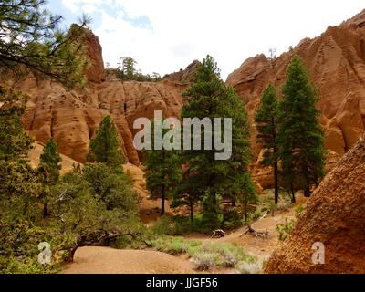 Ponderosa-Kiefern stehen im Schatten des roten Berges hoch. Coconino National Forest in Flagstaff, Arizona, USA. Stockfoto