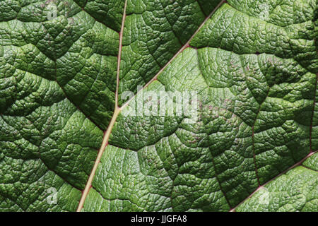 Blatt-detail Stockfoto